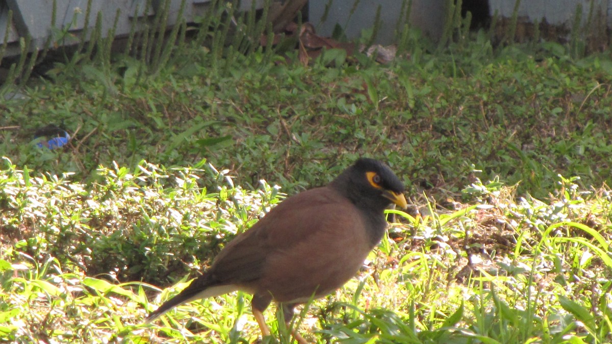 Common Myna - ML411788761