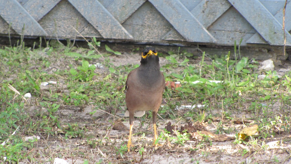 Common Myna - ML411788931