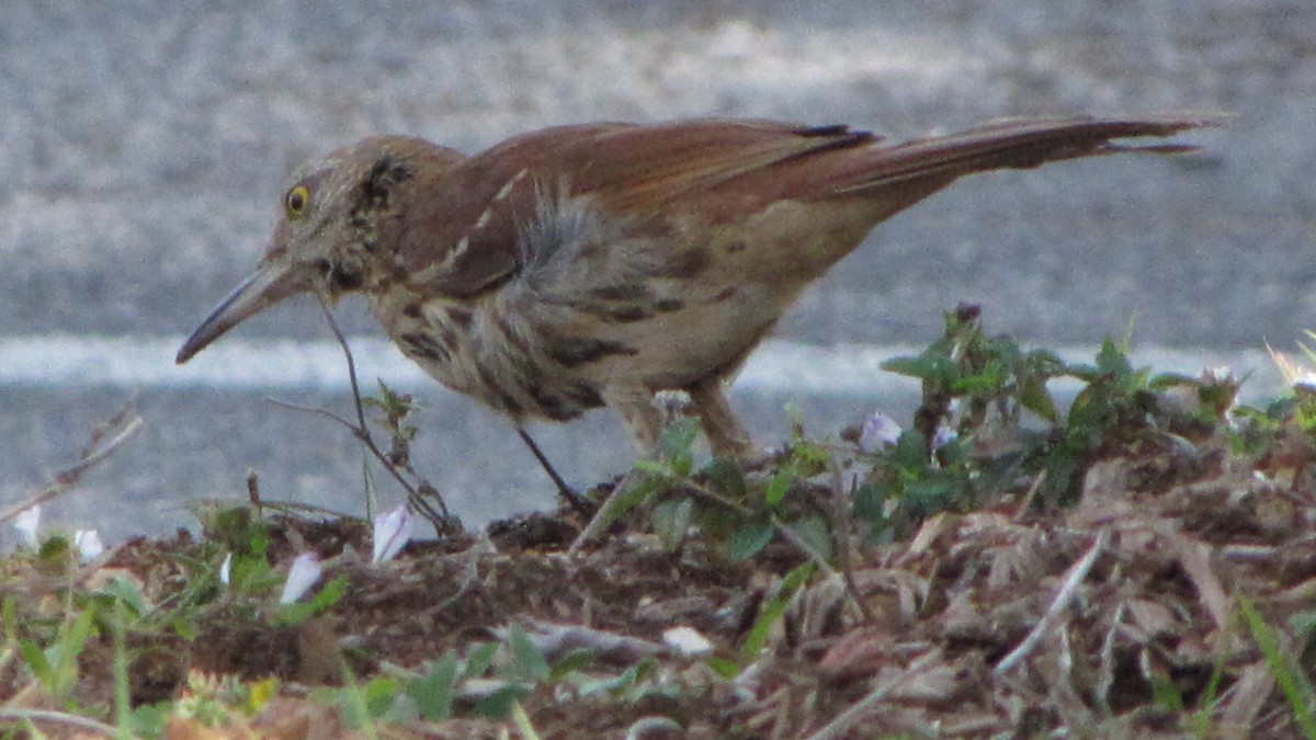 Brown Thrasher - ML411789061