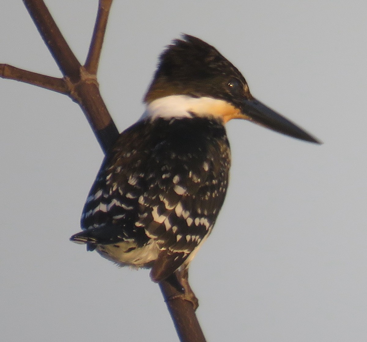 Green Kingfisher - ML411789291