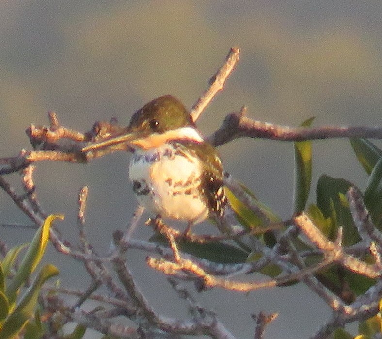 Martin-pêcheur vert - ML411789451