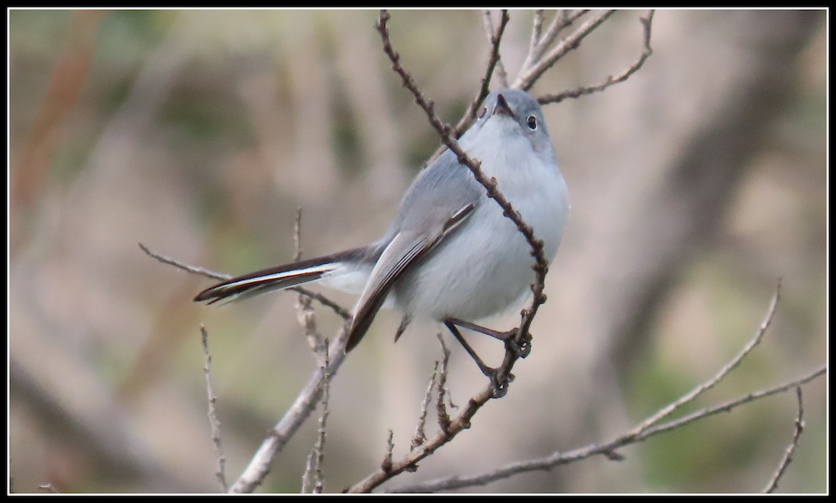 Gobemoucheron gris-bleu - ML411791111