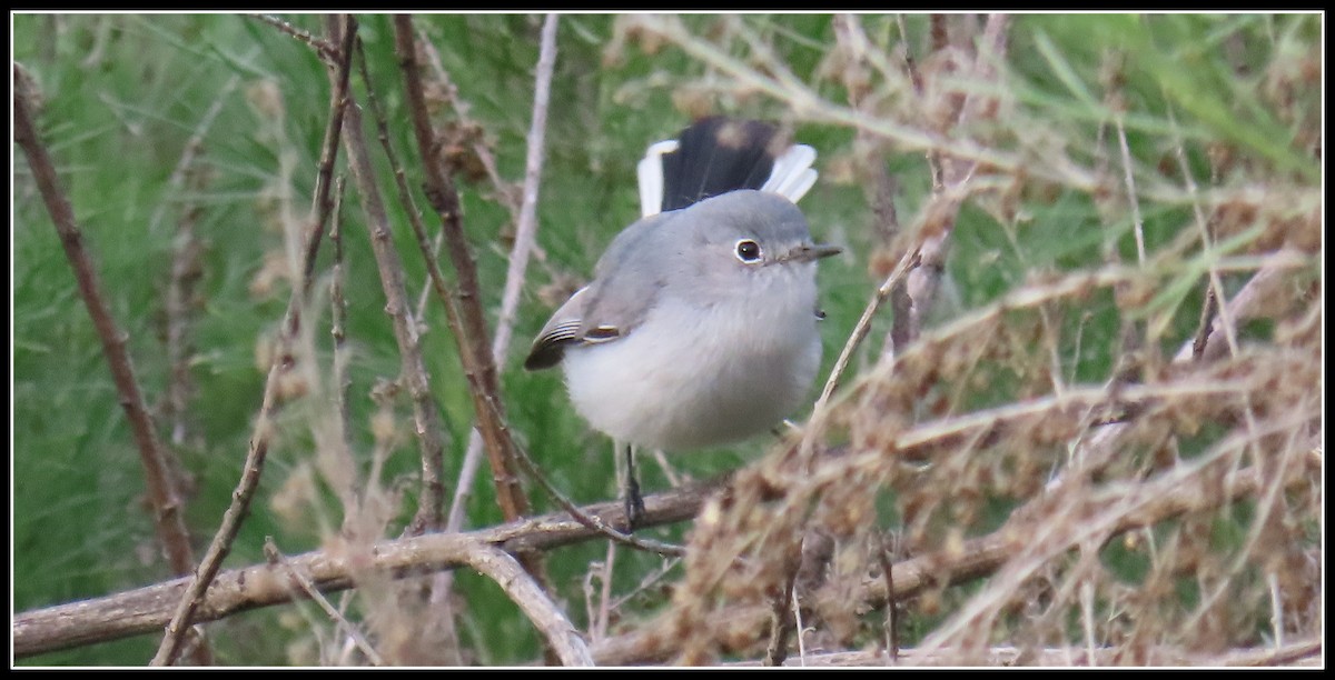 Blue-gray Gnatcatcher - ML411791191