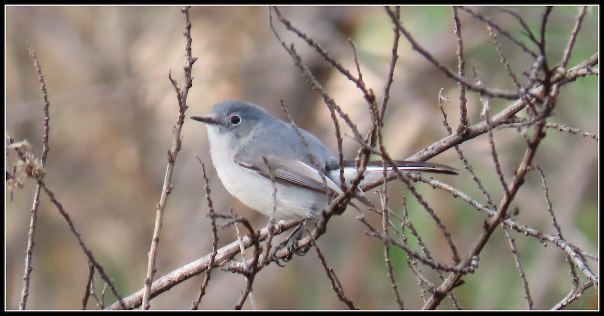 Gobemoucheron gris-bleu - ML411791201