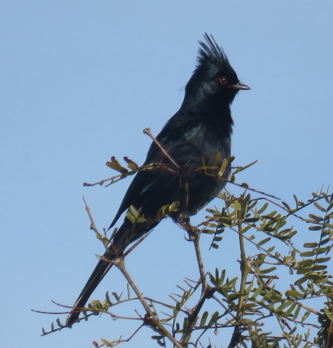 Phainopepla - Robin Gurule