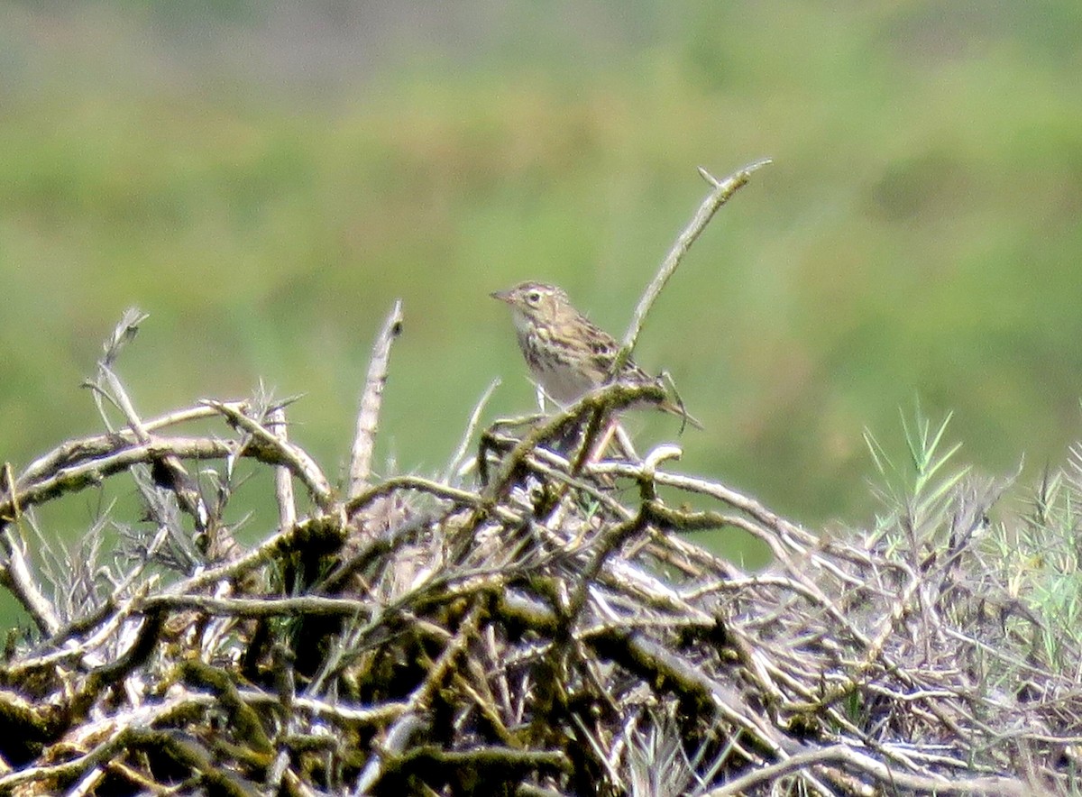 Peruvian Pipit - ML41179301