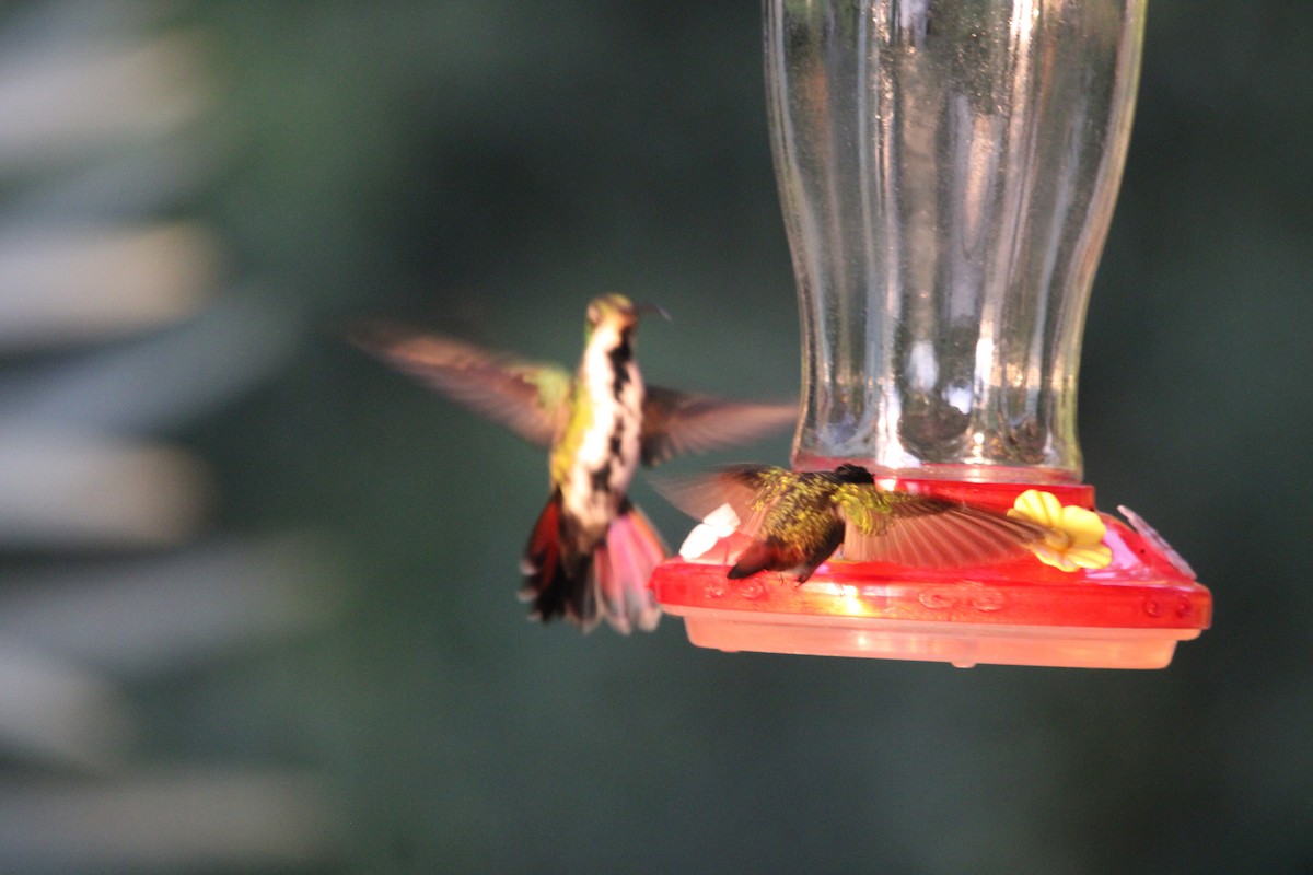 Black-throated Mango - ML411793481