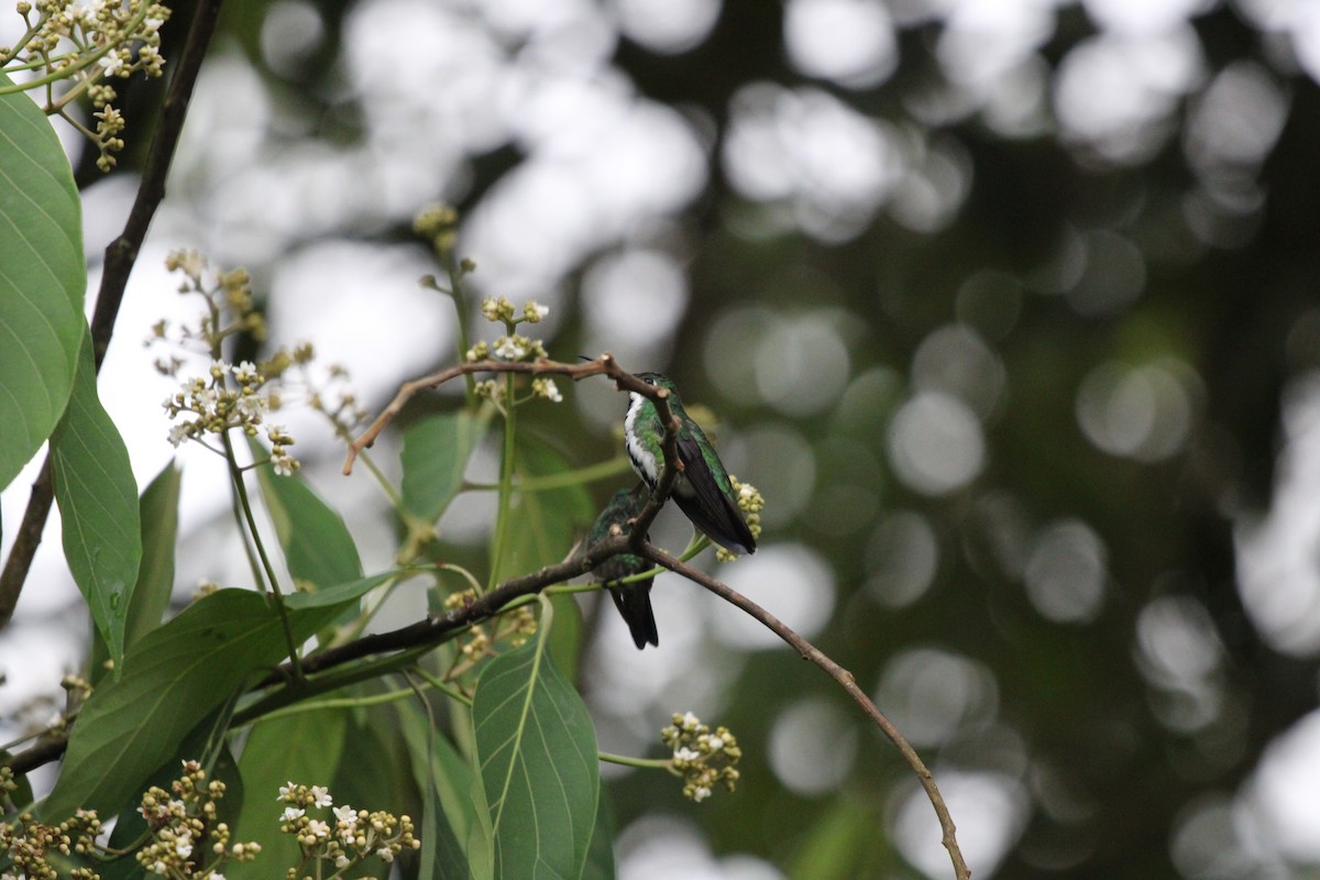 Black-throated Mango - ML411793521
