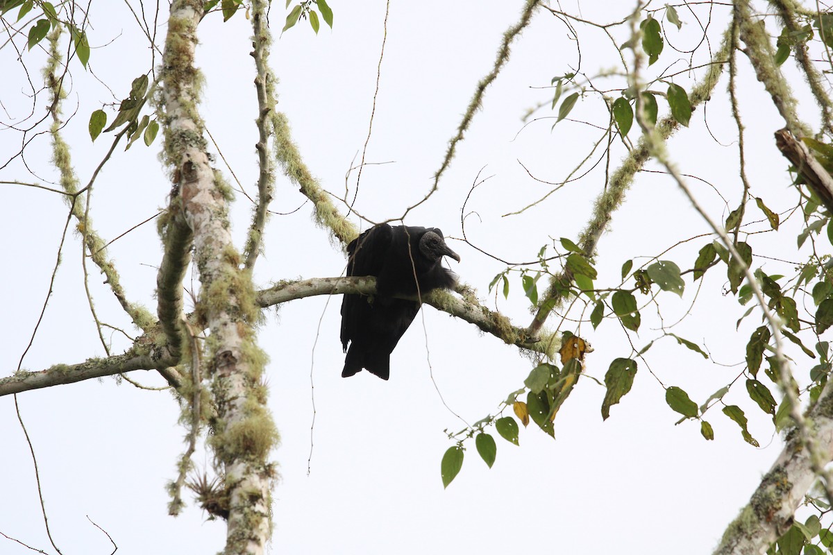 Black Vulture - ML411793561