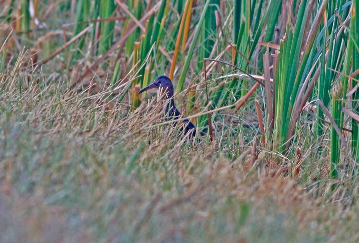 Virginia Rail - ML41179381