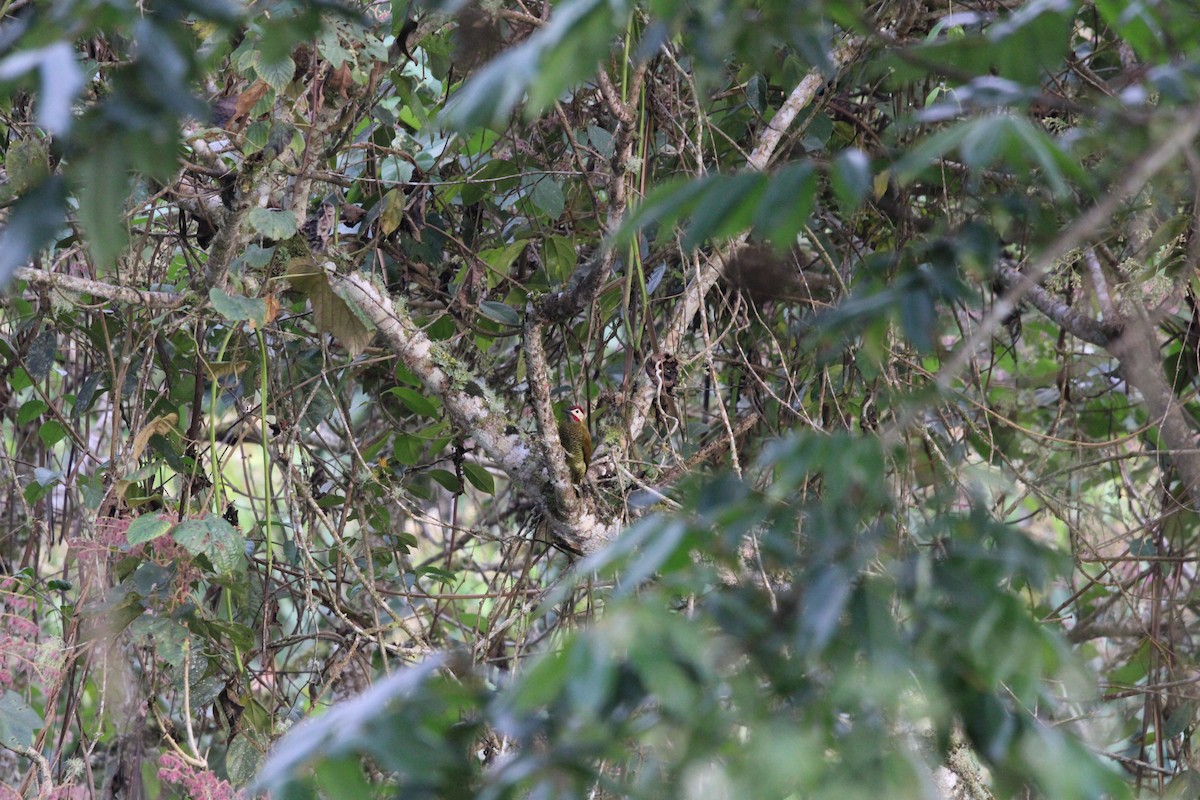 Golden-olive Woodpecker - ML411793991