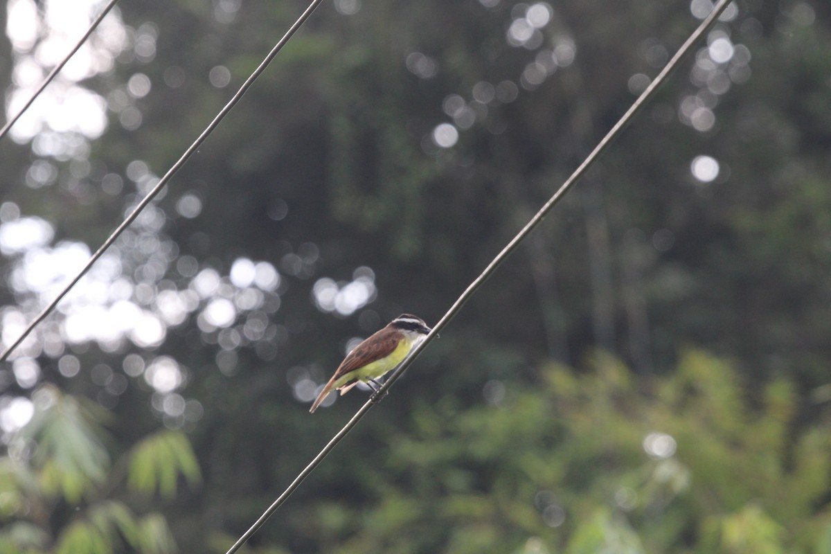 Great Kiskadee - ML411794121