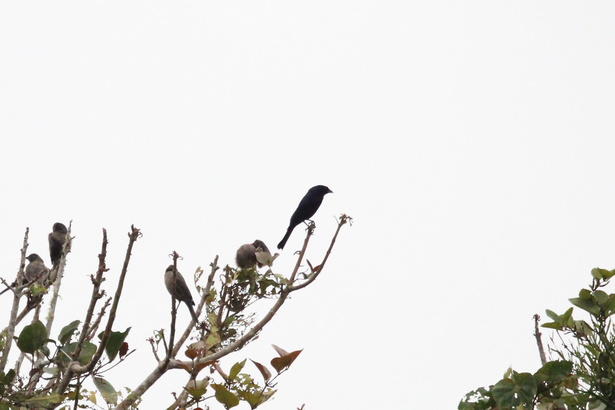 Shiny Cowbird - ML411794321