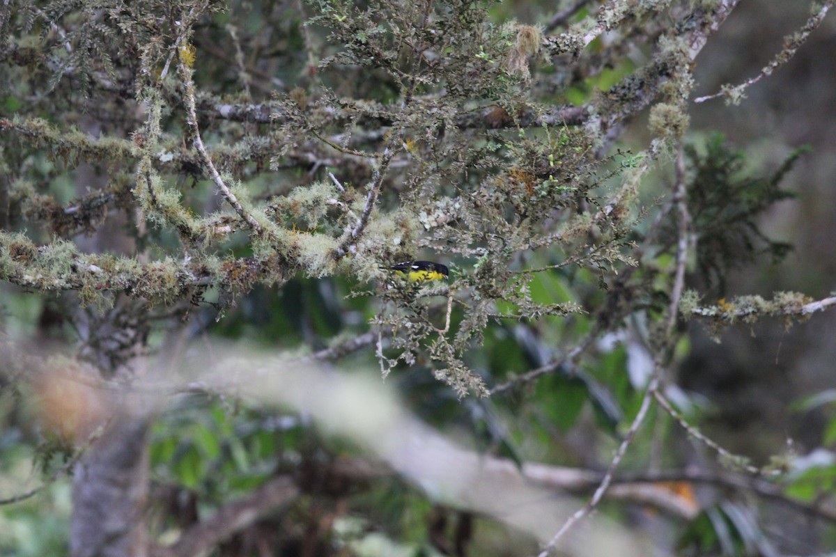 Lesser Goldfinch - ML411794351