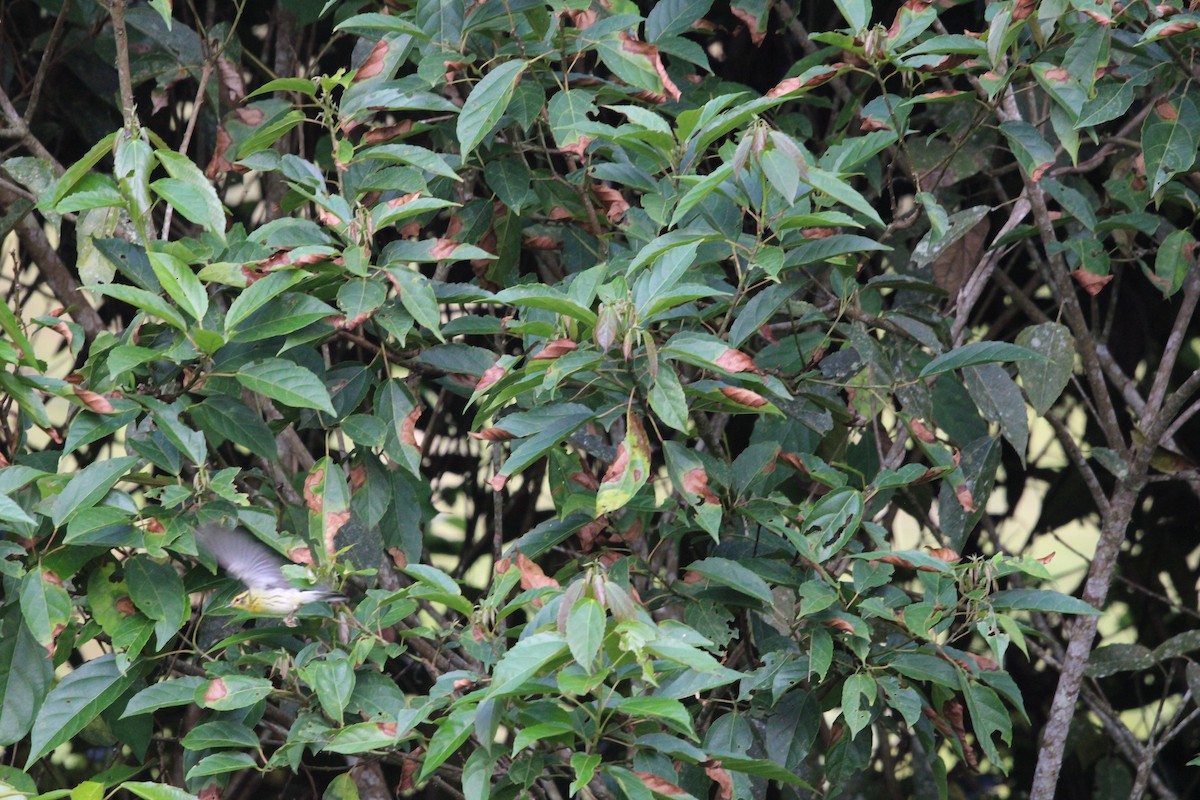 Blackburnian Warbler - ML411794711