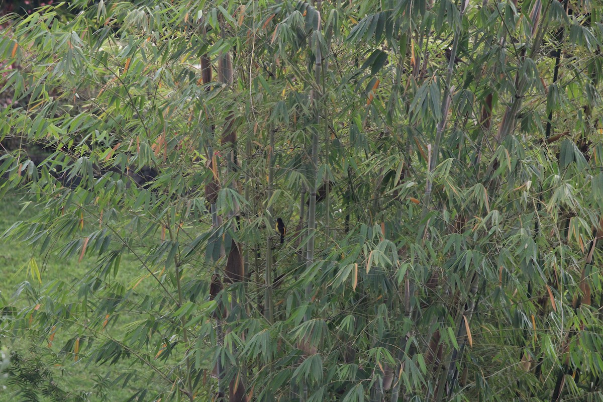 Flame-rumped Tanager - ML411795051