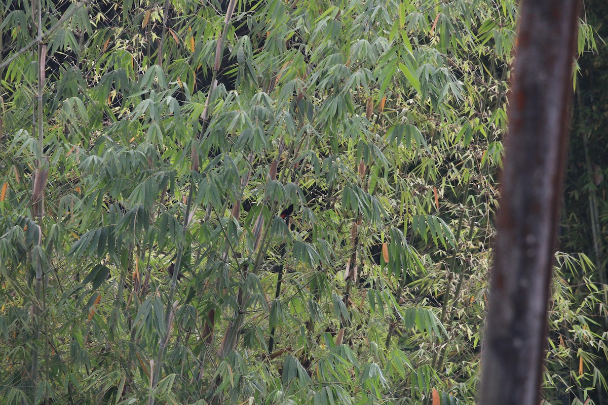 Flame-rumped Tanager - ML411795061