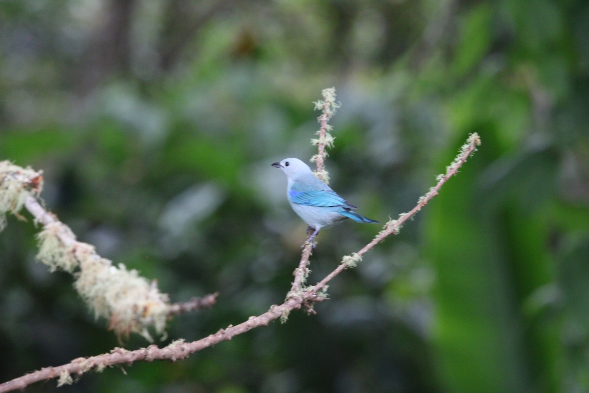 Blue-gray Tanager - ML411795181