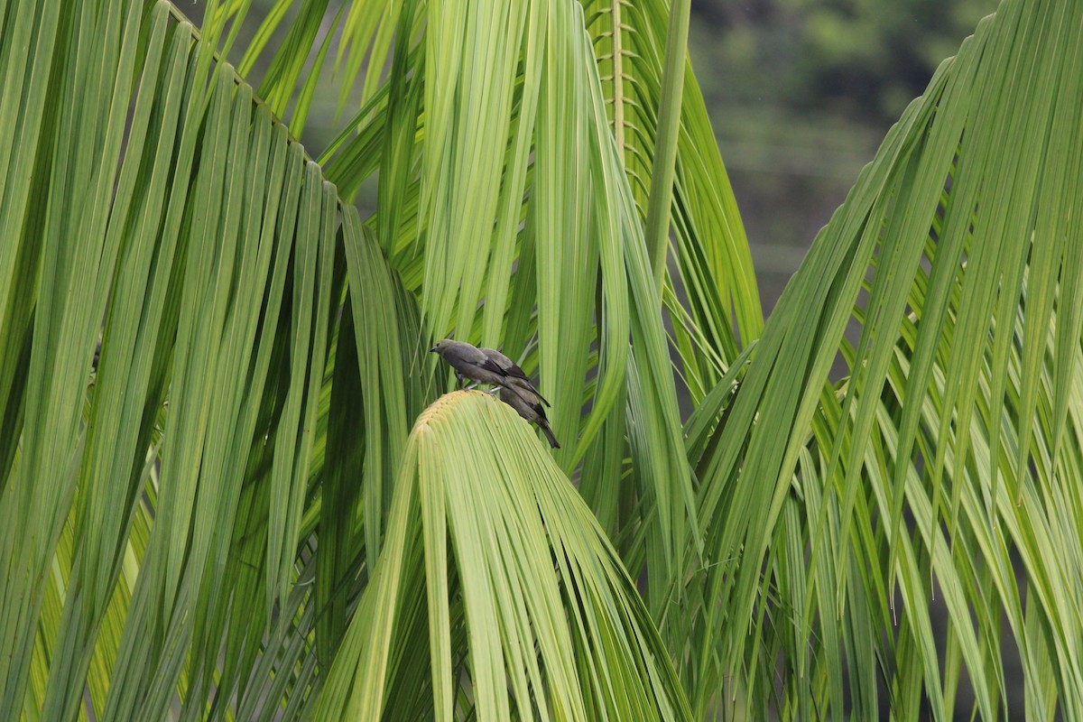 Palm Tanager - ML411795311