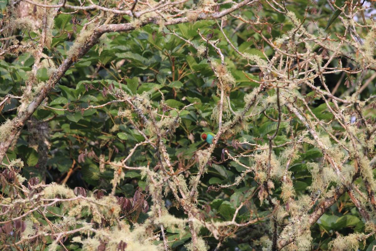 Bay-headed Tanager - ML411795521