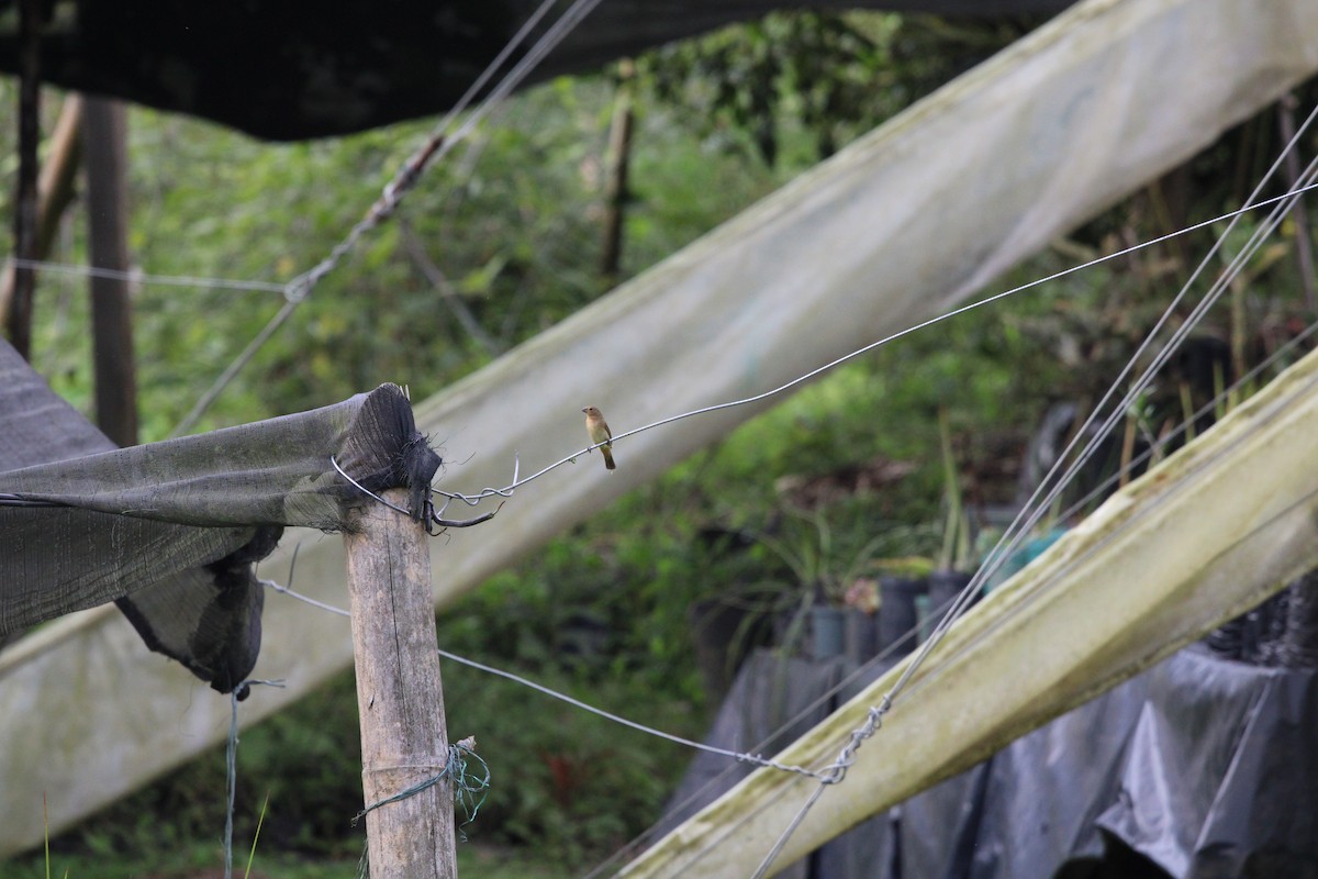 Yellow-bellied Seedeater - ML411795541