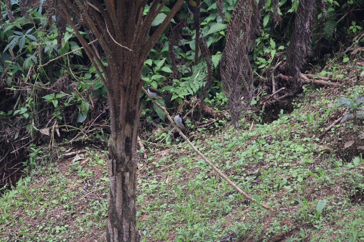 Black-winged Saltator - ML411796001