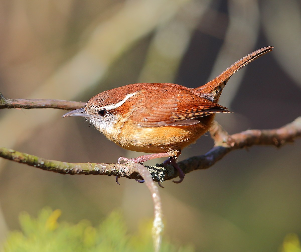 Carolina Wren - Bala Chennupati