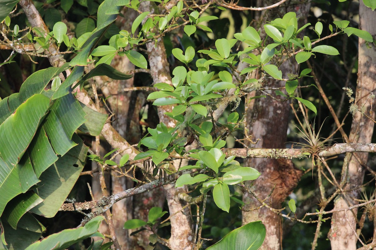 Streaked Xenops - ML411797021