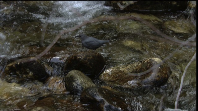 American Dipper (Northern) - ML411798