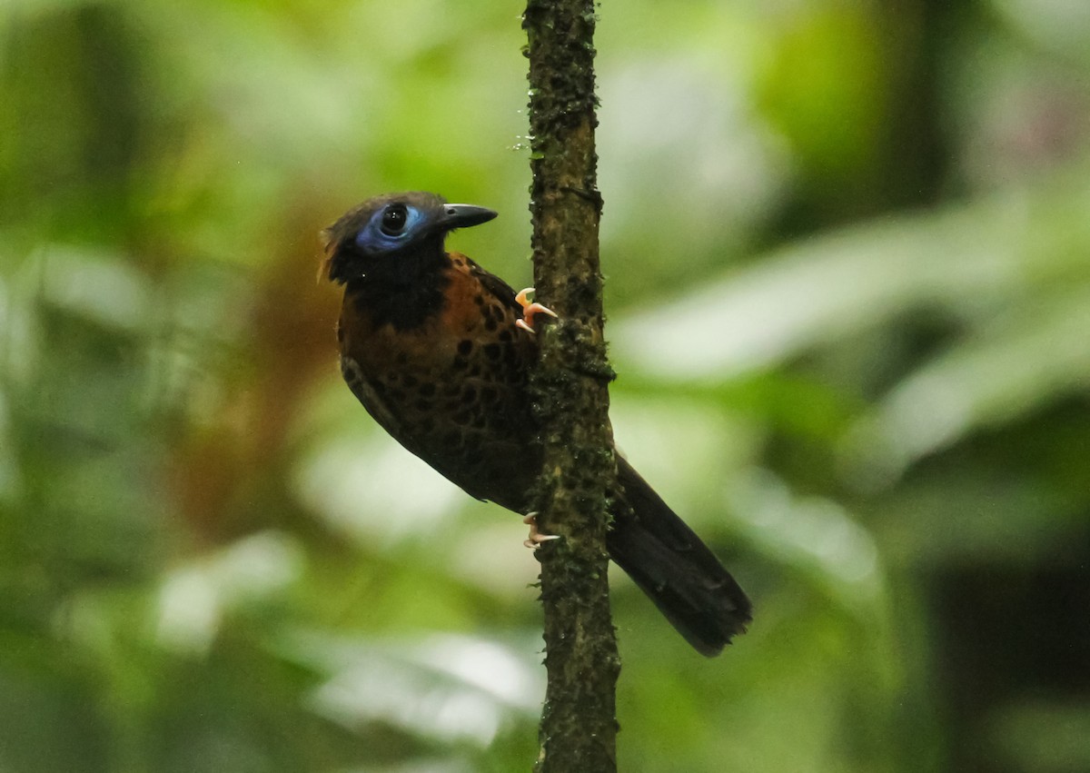 Ocellated Antbird - ML411798591