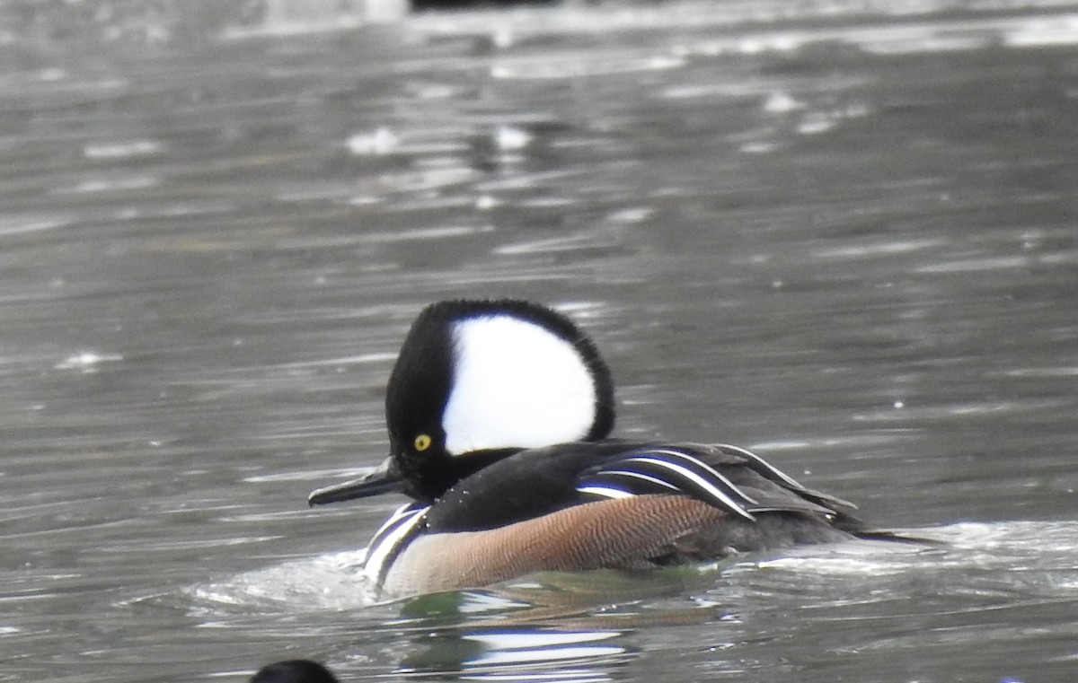 Hooded Merganser - ML411798601