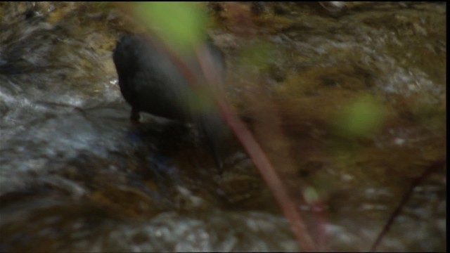 American Dipper (Northern) - ML411799