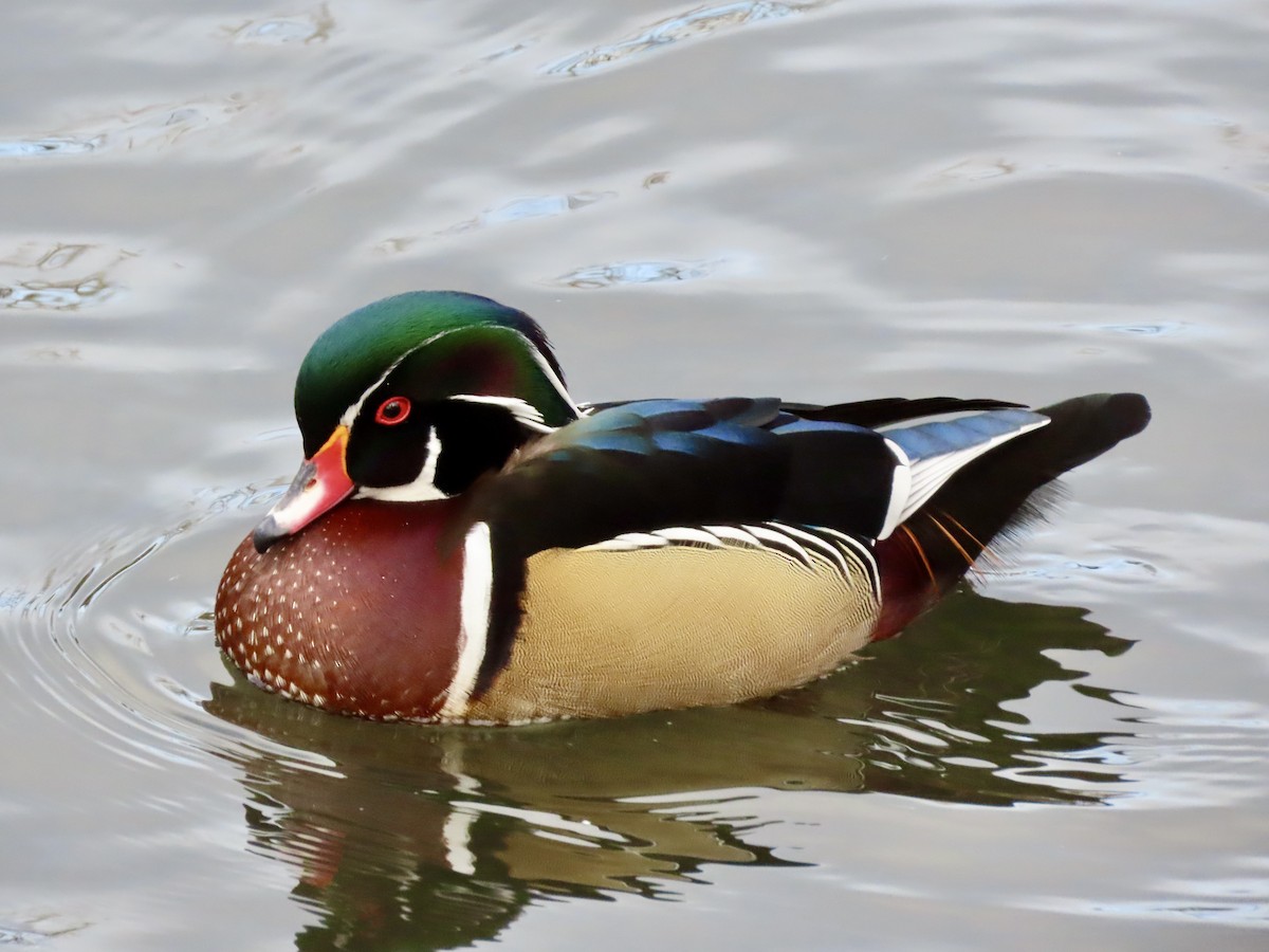 Wood Duck - ML411799231