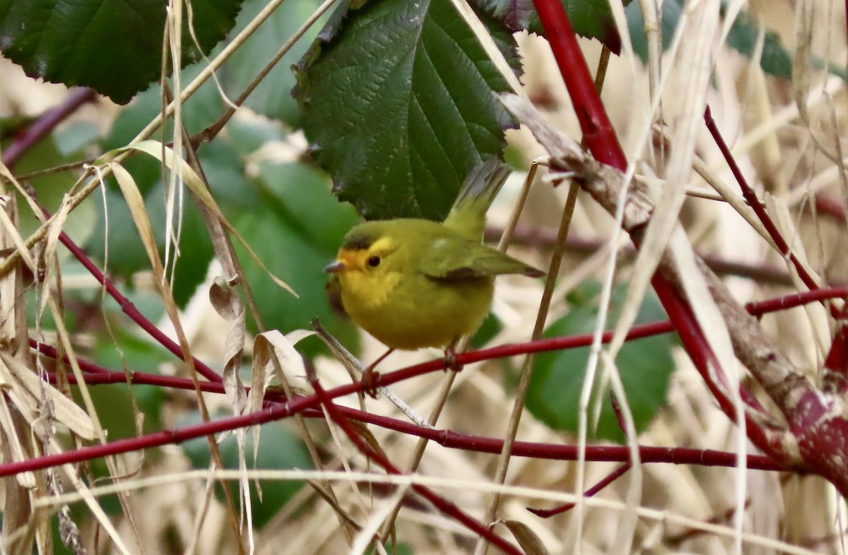 Wilson's Warbler - Joseph Blowers