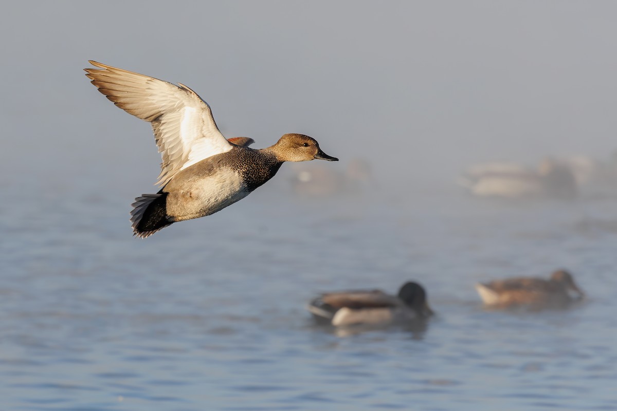 Gadwall - Cesar Ponce