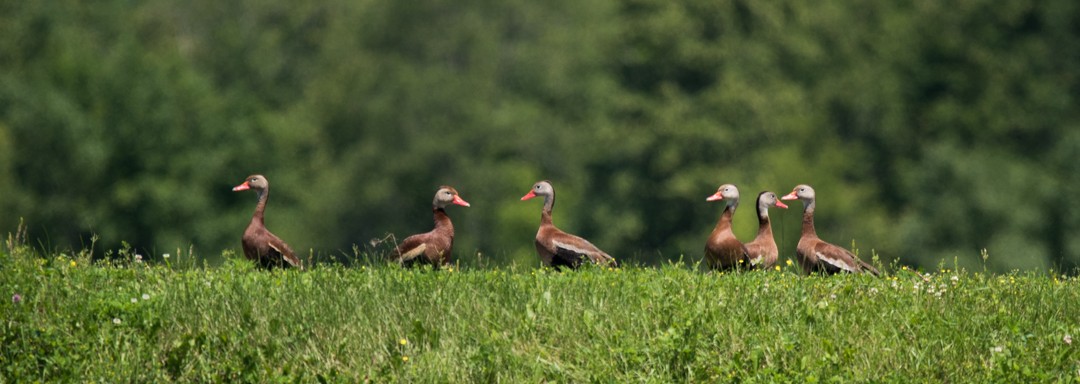 Black-bellied Whistling-Duck - ML411802341