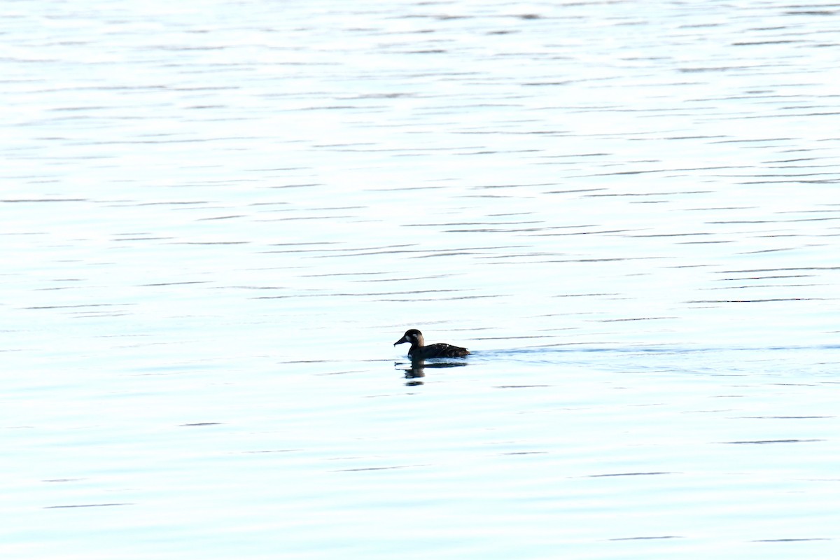 Surf Scoter - ML411803231