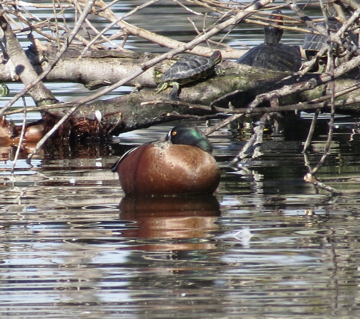 Cinnamon Teal x Northern Shoveler (hybrid) - ML411803481