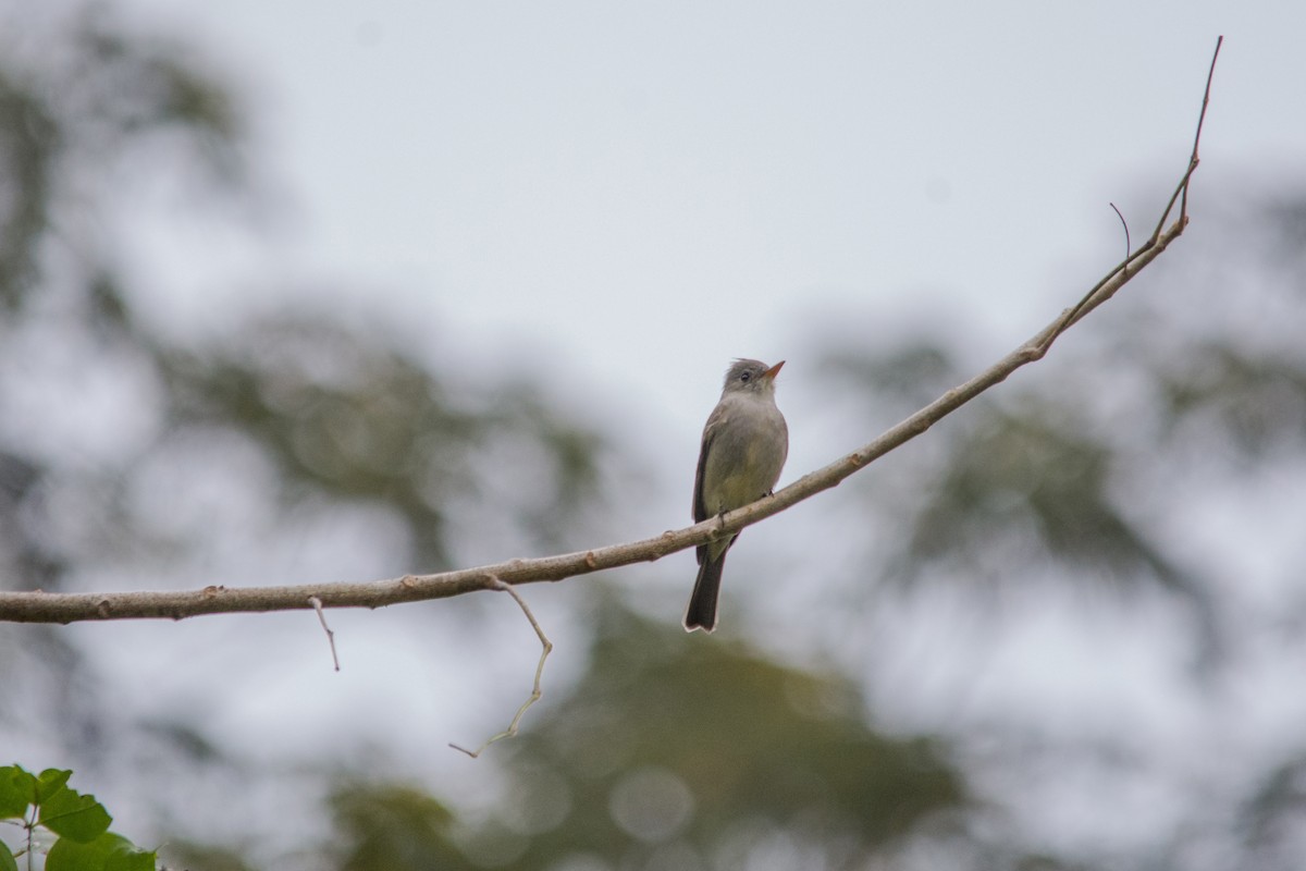 Greater Pewee - Hugo Gonzalez