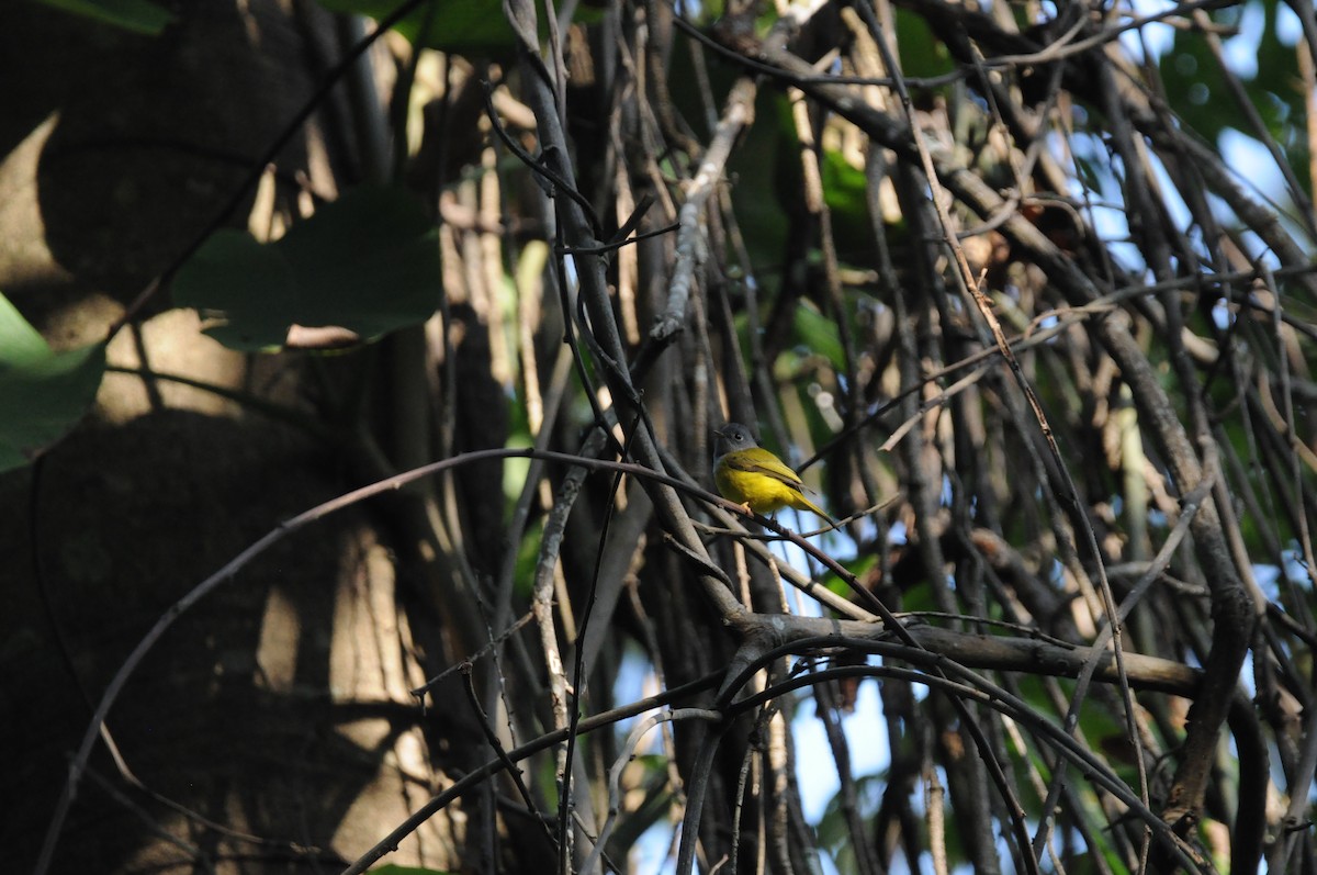 Gray-headed Canary-Flycatcher - ML411808681