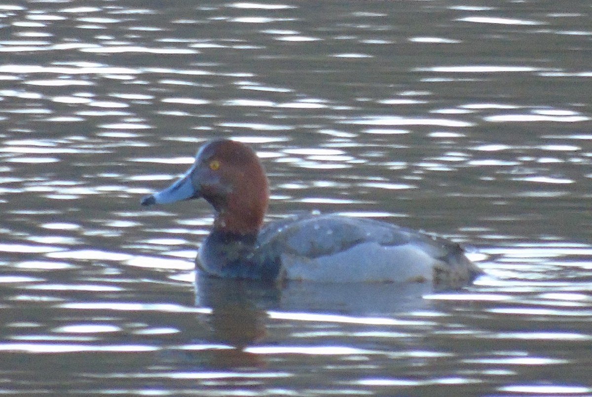 Fuligule à tête rouge - ML411809091