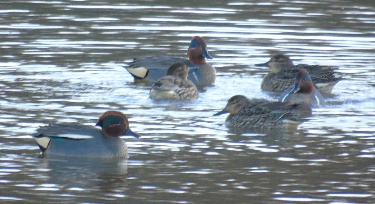 Green-winged Teal (Eurasian) - ML411809181