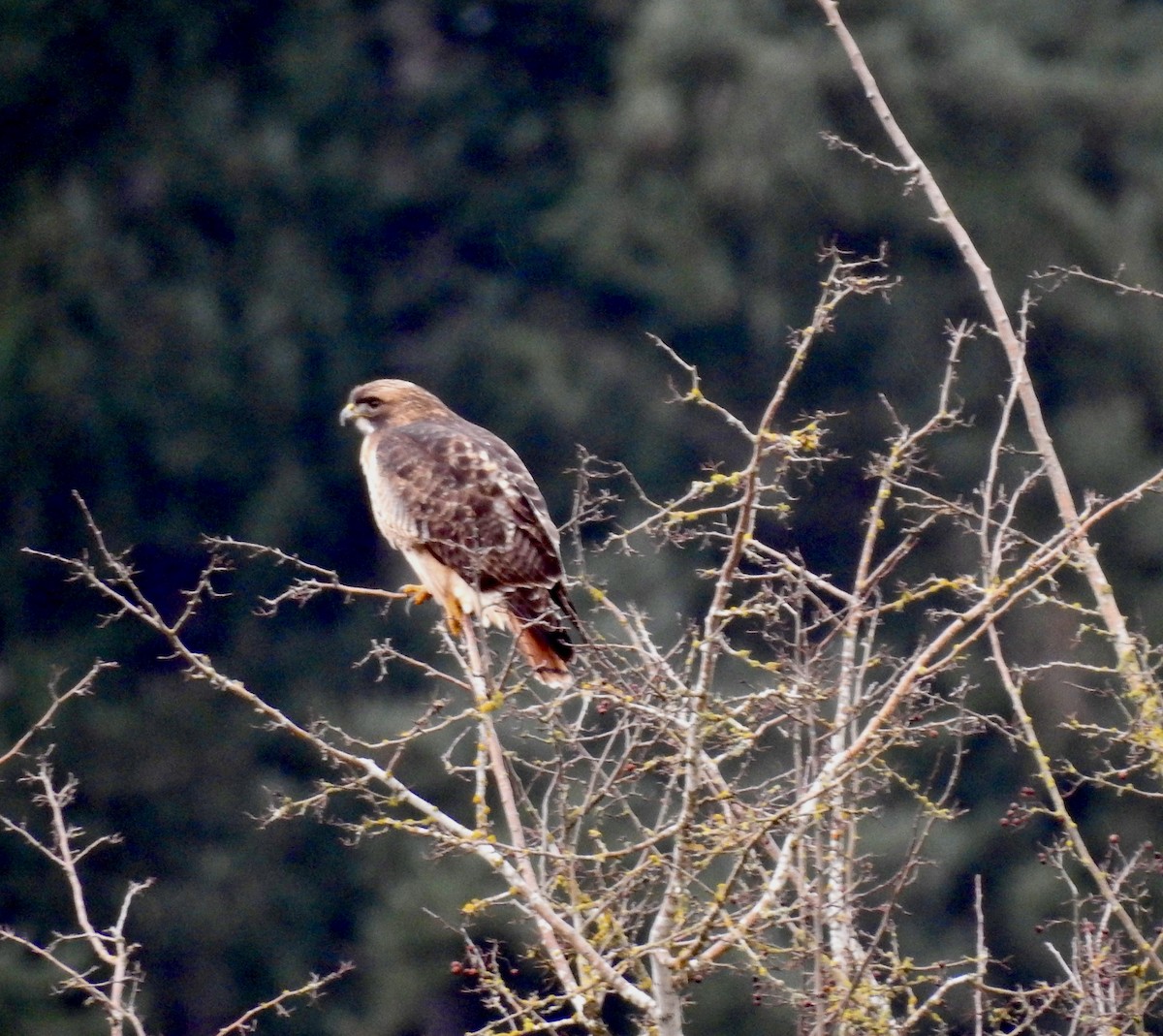 Red-tailed Hawk - ML411809211