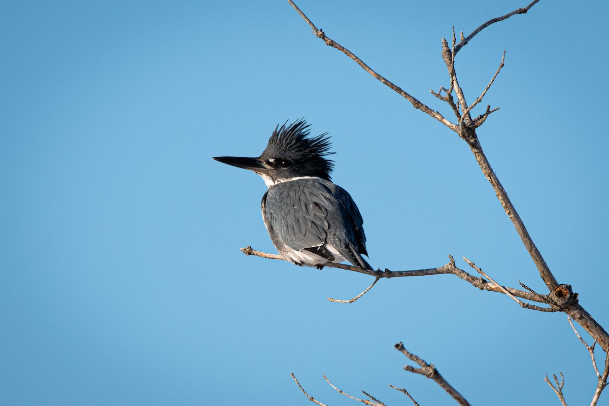 Belted Kingfisher - ML411809671