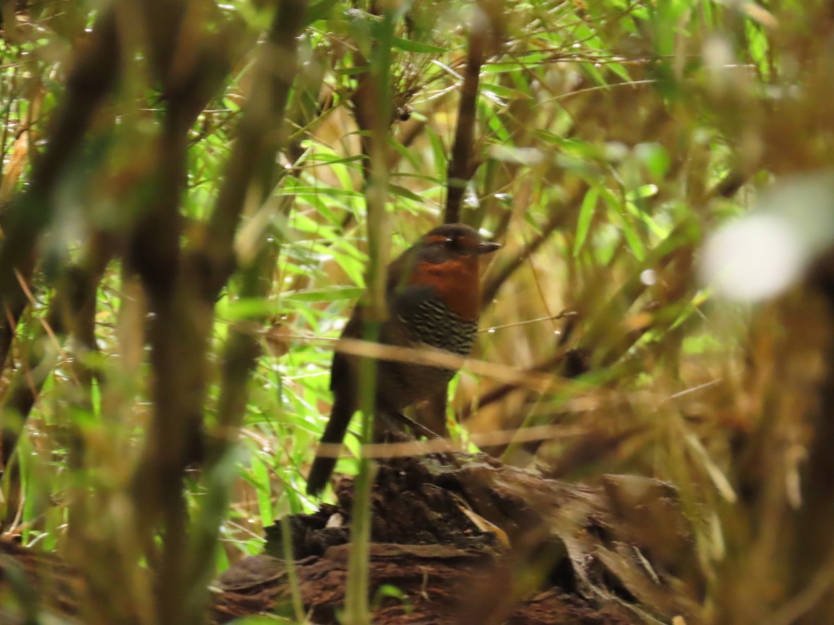 Chucao Tapaculo - Pierre Pitte