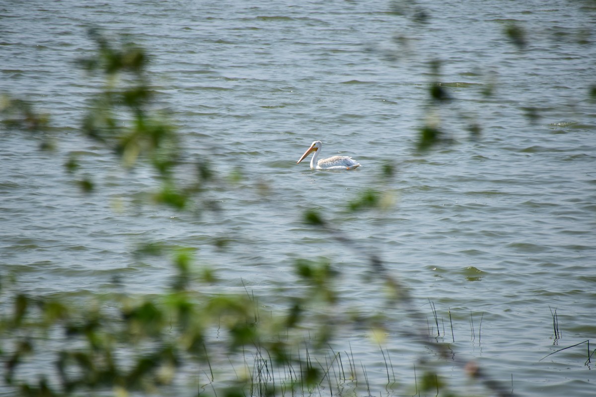 American White Pelican - ML411810791