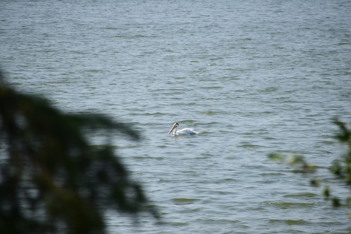 American White Pelican - ML411810821