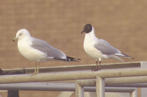 Mouette rieuse - ML41181141