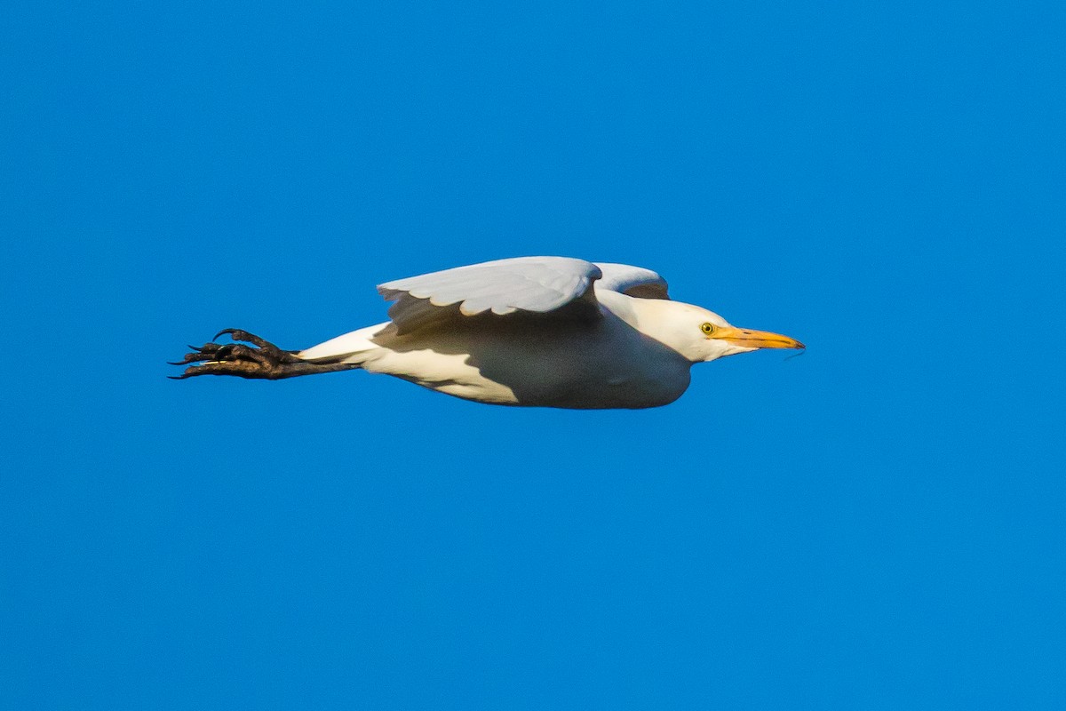 Western Cattle-Egret - ML41181331