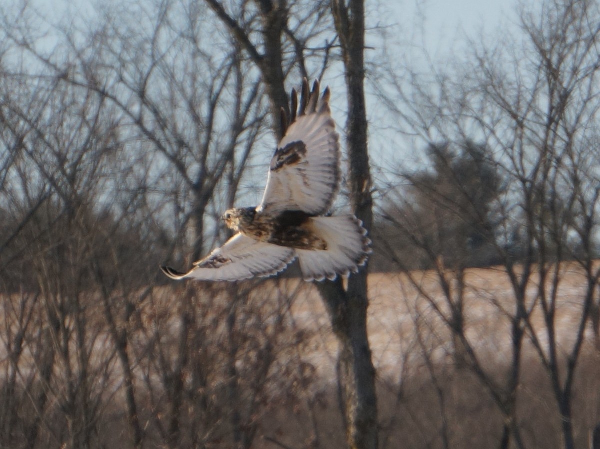 Rough-legged Hawk - ML411813571